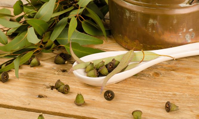 eucalipto planta medicinal para-resfriados-y-problemas-respiratorios