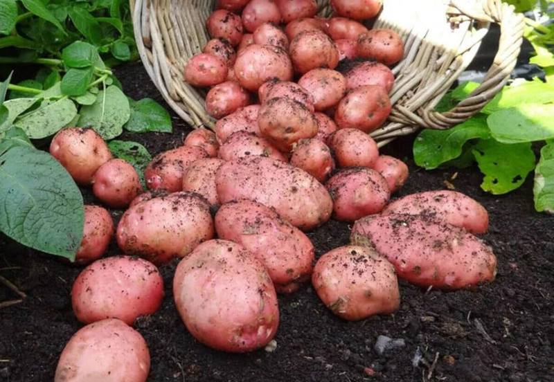 patata variedad desiree plantar