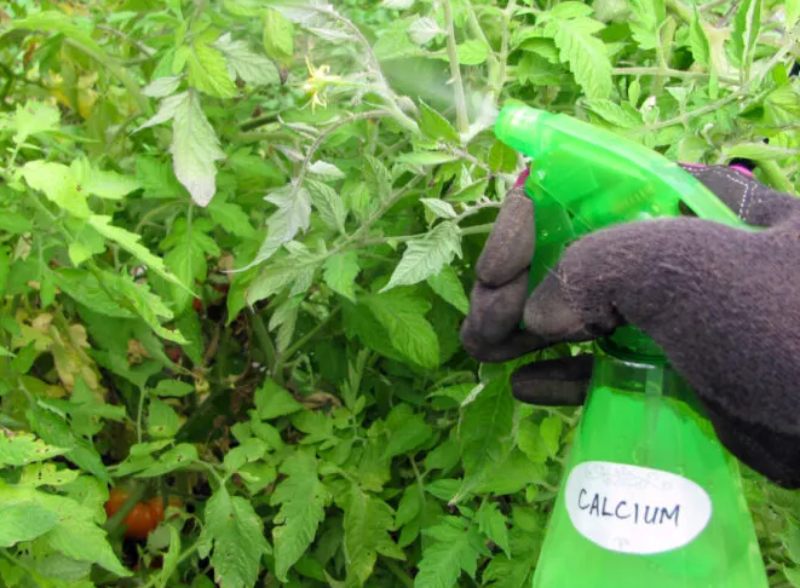 pulverizar calcio para plantas