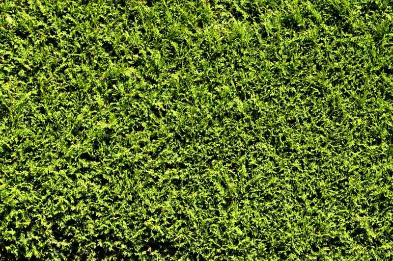 arbustos crecen rapido thuja