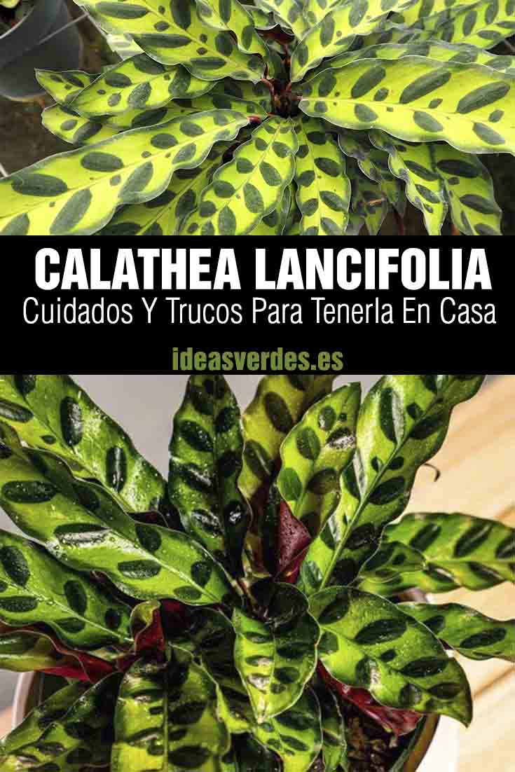 calathea lancifolia cuidados en casa