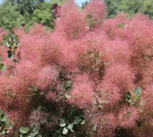 Arbusto de humo (Cotinus Grace)