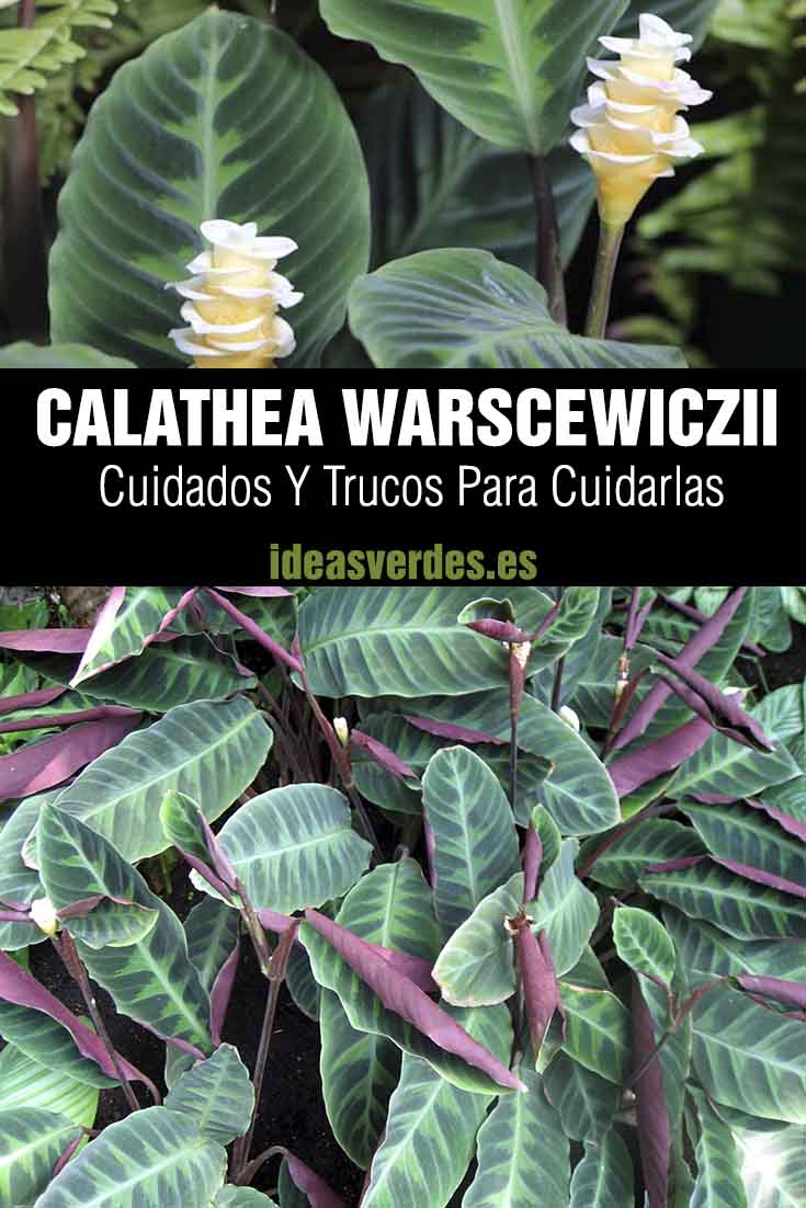 Calathea Warscewiczii Cuidados y Trucos