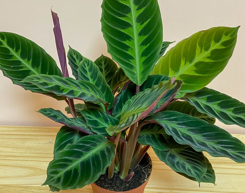 Calathea Warscewiczii ubicacion