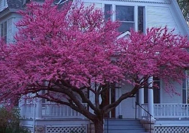 Cercis Canadencis (Pensamiento del bosque)