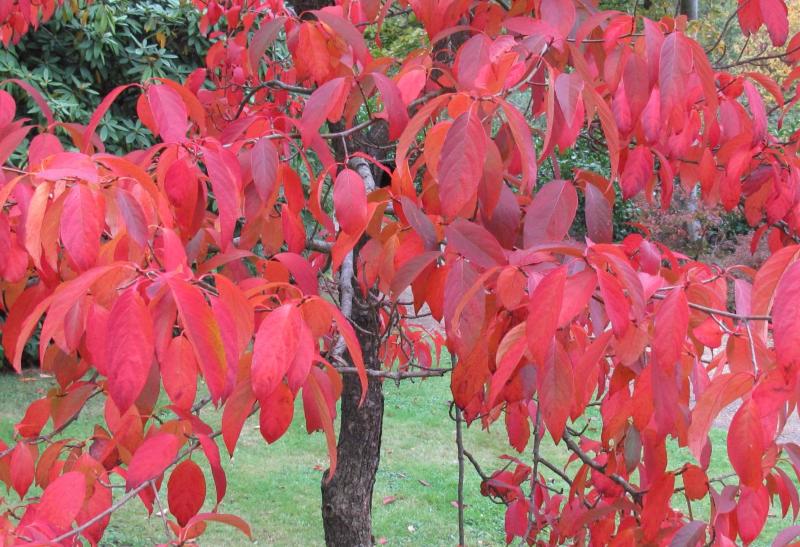 Chino Tupelo (Nyssa Sinensis) arboles de hojas rojas