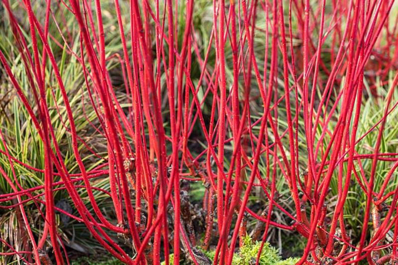 Cornus Alba