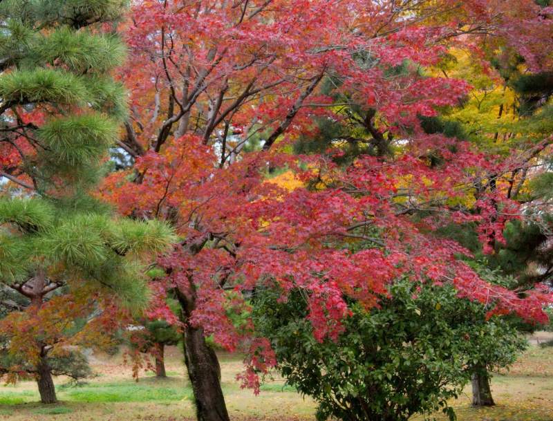 Katsura (Cercidiphyllum japonicum) hojas rojas