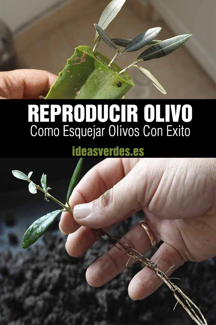 Reproducir olivo por esquejes con raíz
