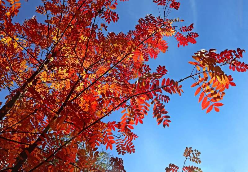 Rowan Japones arbol con hojas rojas