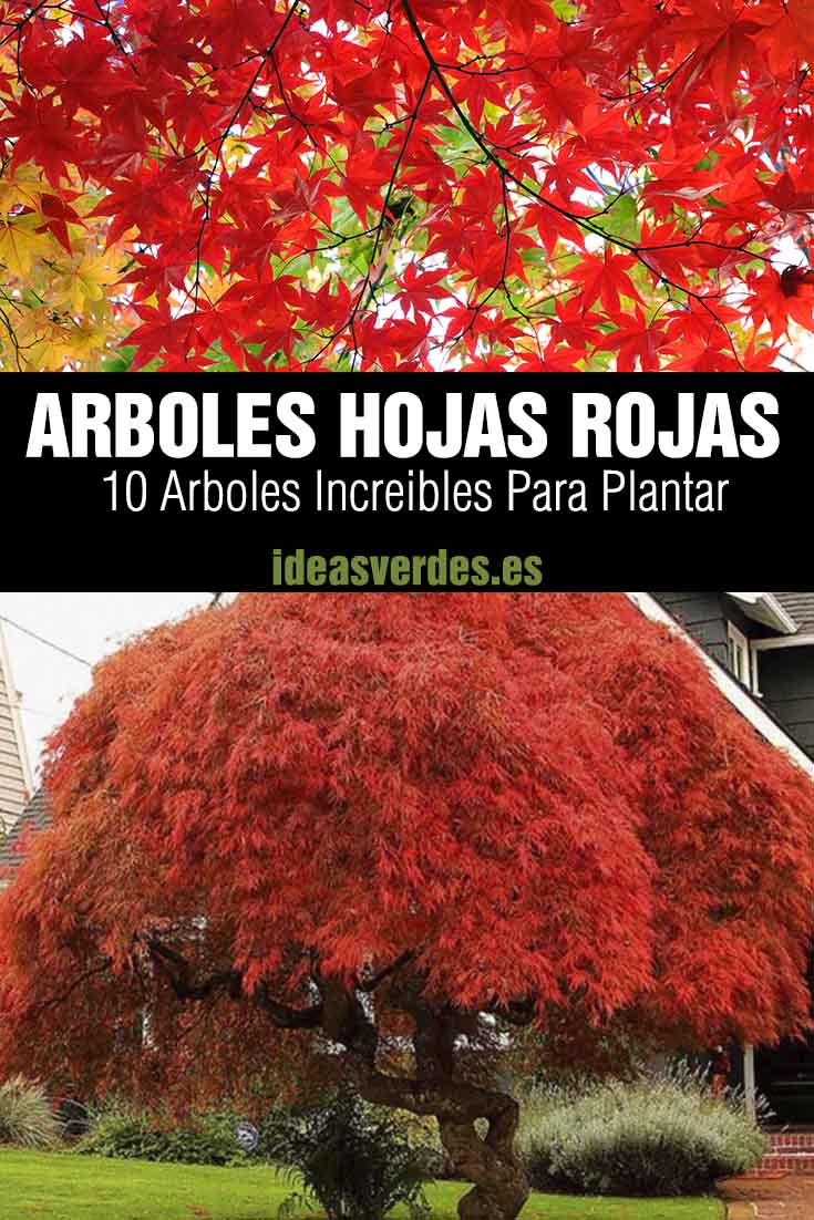 rboles de hojas rojas para el jardin