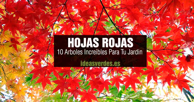 arboles de hojas rojas