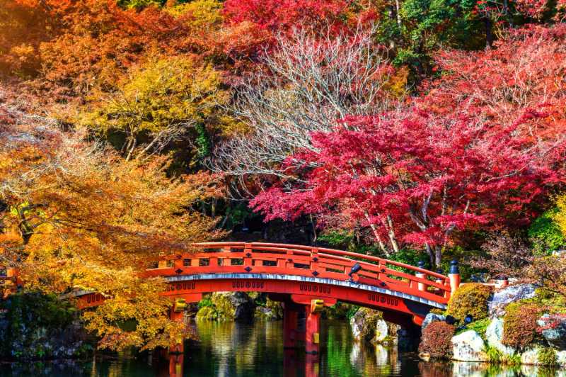arce japones hojas rojas