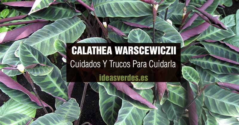 calathea Warscewiczii