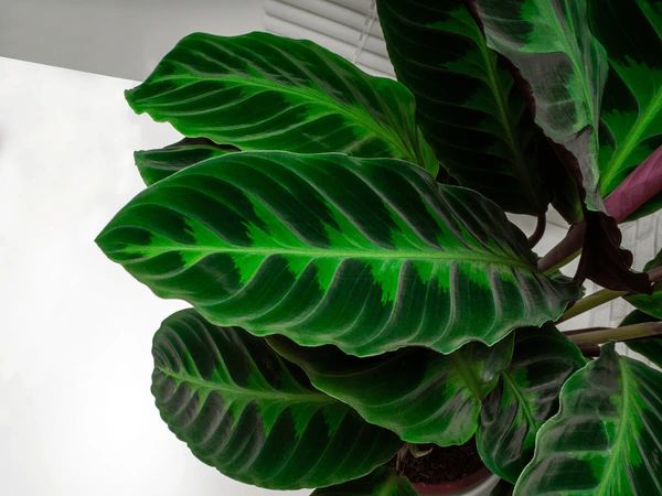 calathea warscewiczii cuidados
