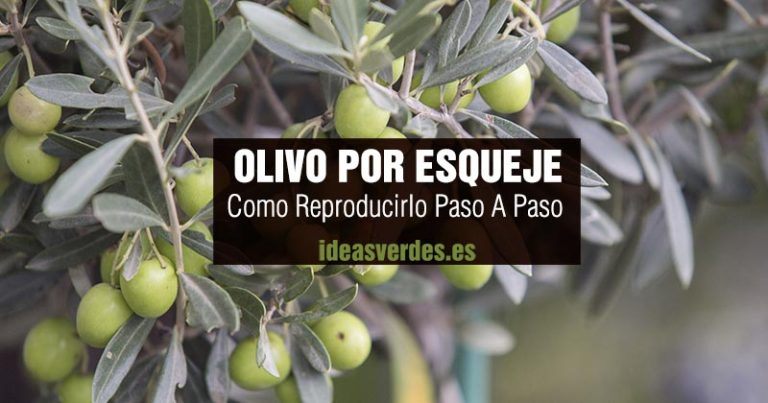 Como Reproducir Olivo Por Esqueje Sin Raiz Paso A Paso - Ideas Verdes