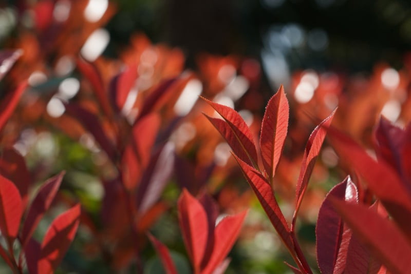 photinia red robin arbol con hojas rojas