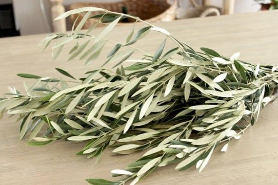 ramas para reproducir olivo por esqueje