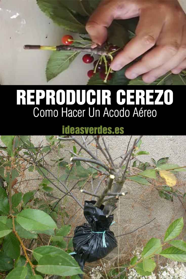 reproducir cerezo por acodo aéreo