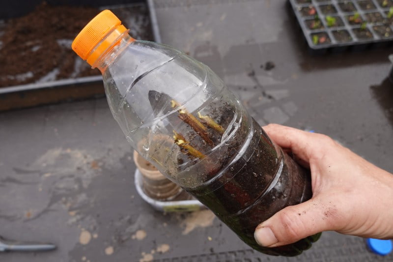 reproducir olivo por esqueje en botellas
