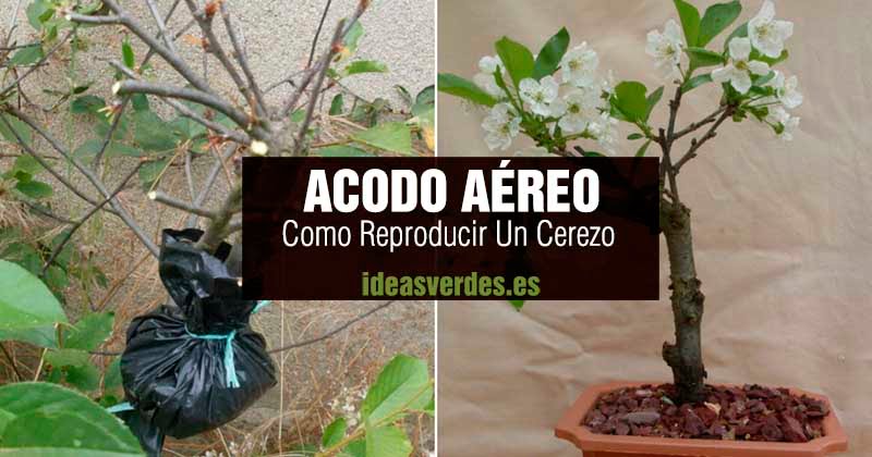 reproducir un cerezo por acodo aéreo