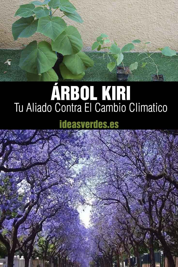 árbol kiri o paulownia