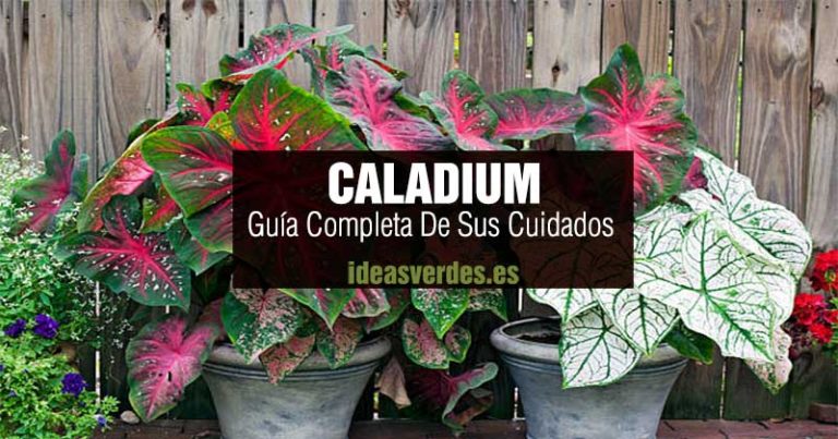 La Guía Completa De Cuidados Del Caladium o Caladio En Casa - Ideas Verdes