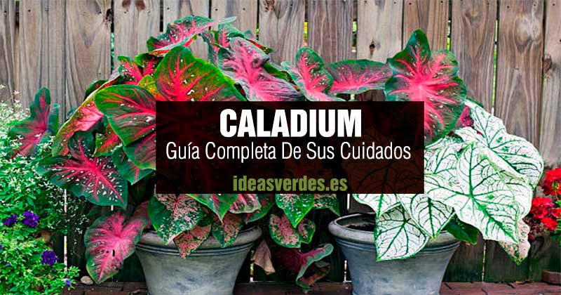 cuidados caladium