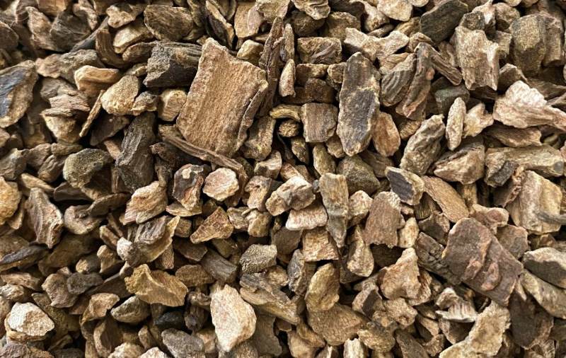 raiz de ruibarbo para consumir