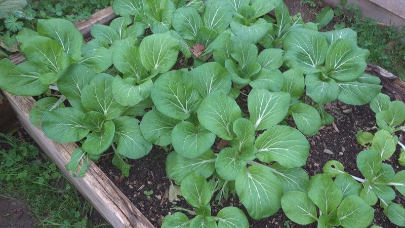 Cultivo Escalonado